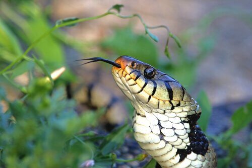 The Vomeronasal Organ in Snakes
