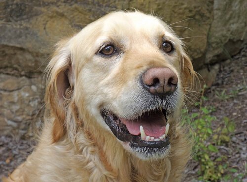 A dog's whiskers are an important tool, helping it to understand its surroundings.