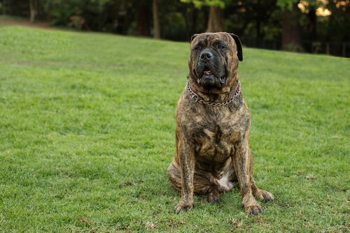 A bullmastiff sitting on a lawn.