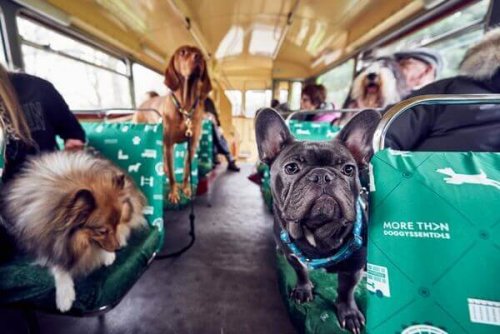 A tour bus with people and their dog friends.