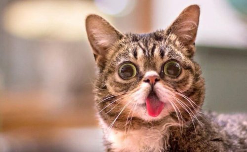 A close up of Lil Bub.
