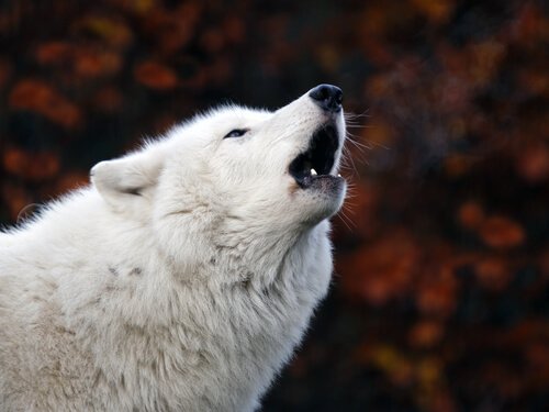 A dog howling.