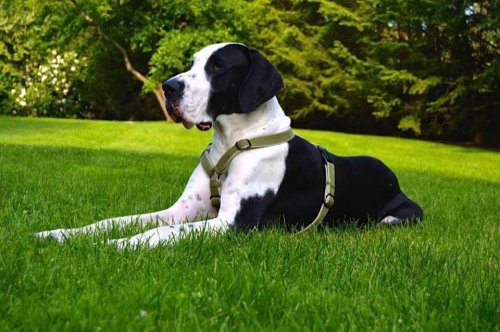 A great dane lying on a lawn.
