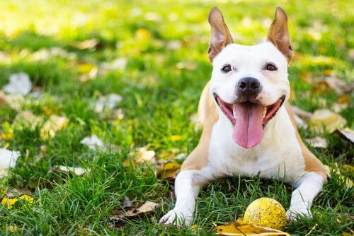 A happy looking dog lying on the grass with a ball.