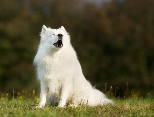 A howling dog sitting on the grass.