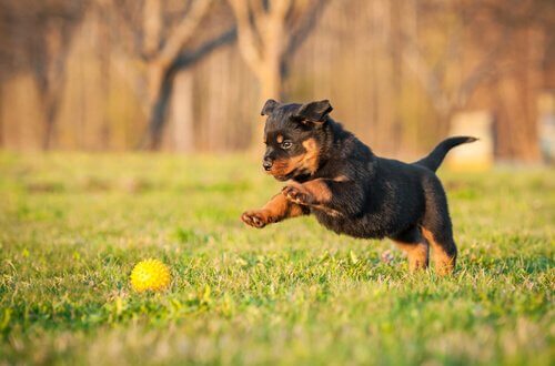 A rottweiler puppy chasing a ball.