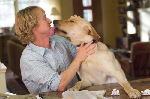 A scene from Marley and Me.