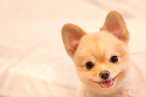 Ten Great Names for Your Naughty Dog