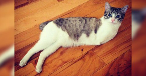Able, the Two-Legged Cat and His Heart-Wrenching Story