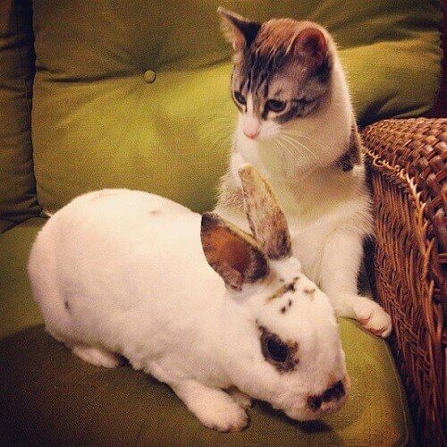 Dino, the two-legged cat and a bunny.