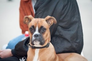 Neural Therapy for Dogs: A New Holistic Alternative