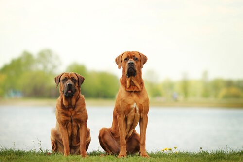 The Eight Largest Dog Breeds in the World