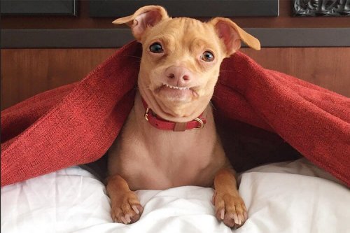 Tuna the dog looking at the camera.