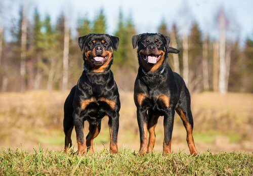 Two Rottweilers standing in a field.