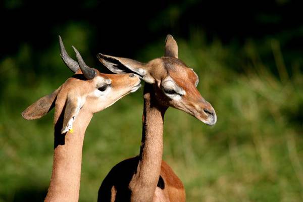 The Habitat of the Dibatag (Clark’s Gazelle)