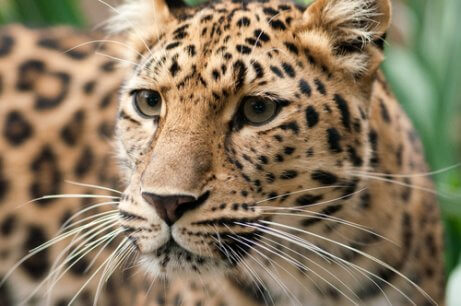 A close up of an Amur leopard, a species on the verge of extinction.