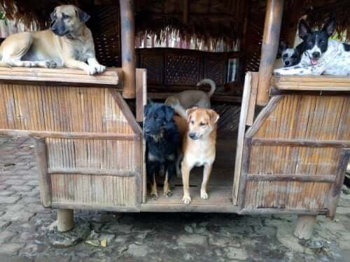 Dogs in a small thatched shelter.