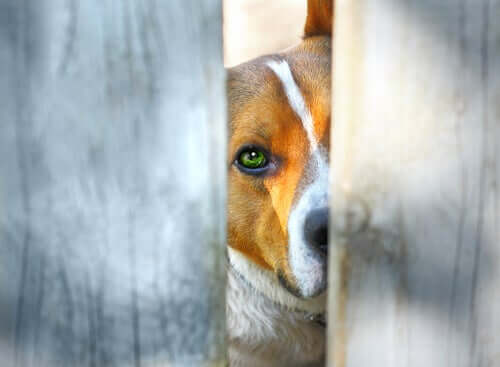 Advancements in Justice for Animals in Colombia