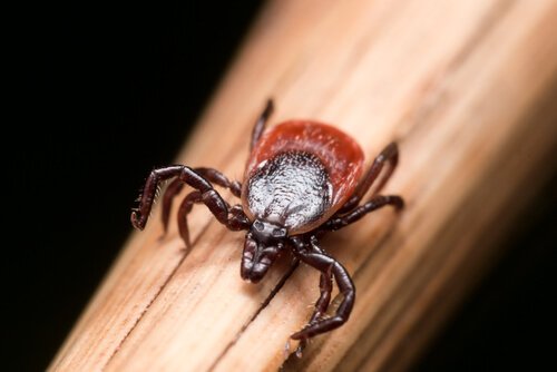 All about lyme disease.