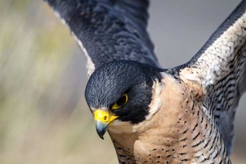The falcon has great eyesight.