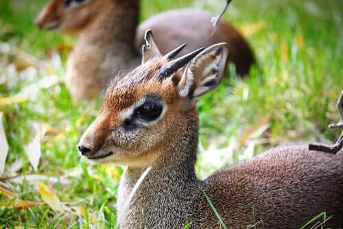 A picture showing a baby dik-dik.