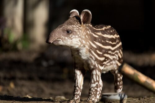 A close-up picture of a baby tapir.