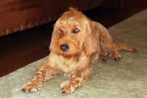 The Basset Fauve de Bretagne: A Wonderful Friend