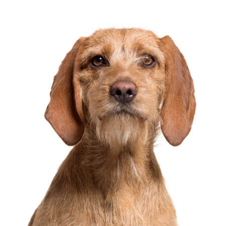 A dog looking at the camera.