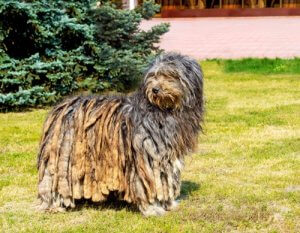 The Bergamasco Shepherd: A Herding Dog