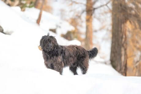 A Bergamasco Shepherd in the snow.