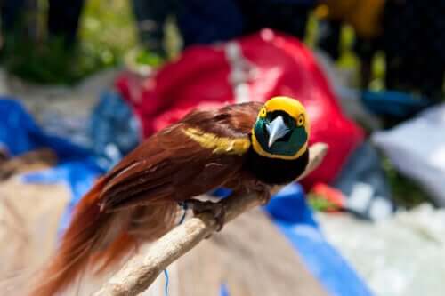 A bird of paradise on a branch looking straight at the camera.