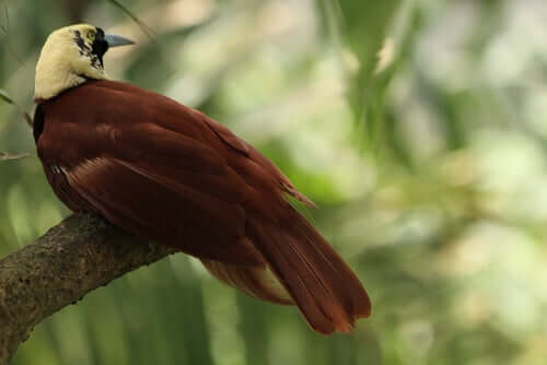 A female bird of paradise is sitting on a branch.