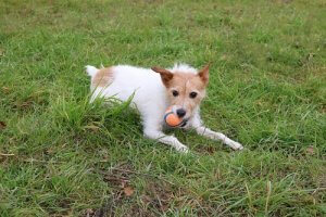 Burrs and Prickles, a Hidden Danger for Your Dog