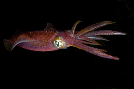 There are several differences between squid and cuttlefish.