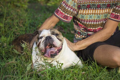A happy bulldog being petted by his owner.