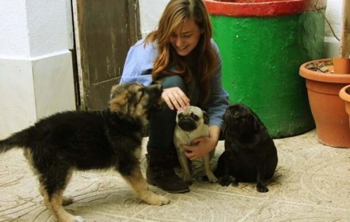 An animal shelter volunteer caring for some dogs