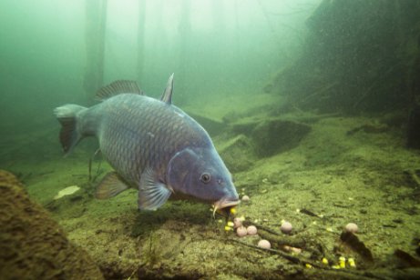 A carp at the bottom of a pond.