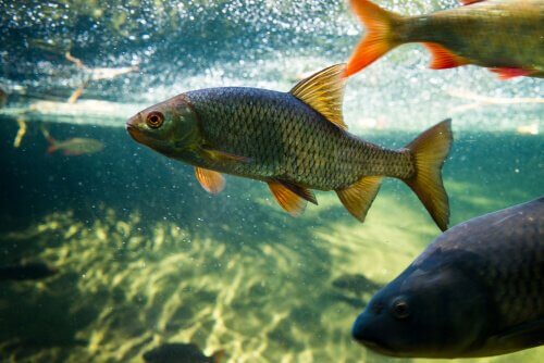 Cultivating Carp and Pond Fish: What You Need To Know