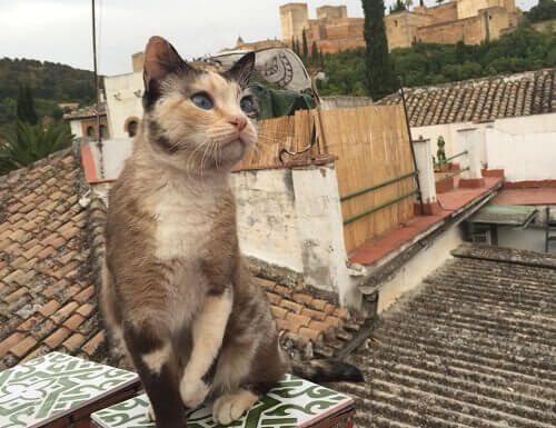 Η ιστορία πίσω από τις γάτες της Αλάμπρα