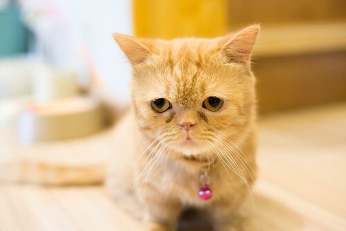 A Munchkin cat is seen in close-up