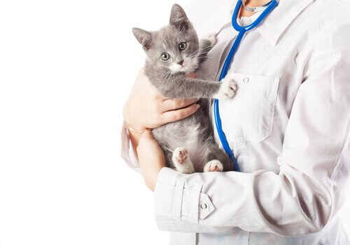 A cat is in the arms of a veterinarian.