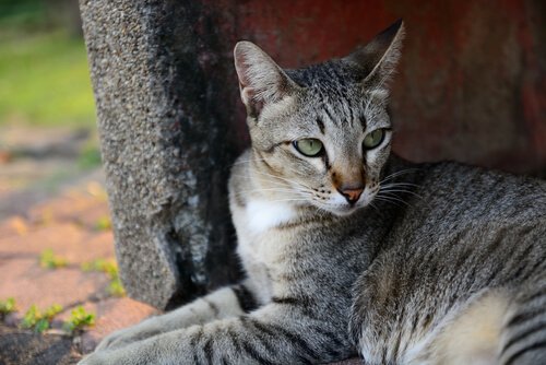 Domestic Cats: Highly Independent Animals