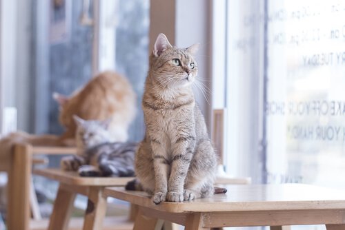 Owning a Cat Can Improve Your Cardiac Health
