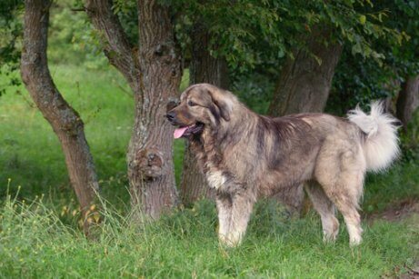 A Caucasian Shepherd dog by a tree.