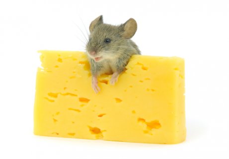 A rodent eating cheese.
