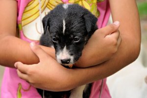 Using Games to Teach Your Child How to Look After a Pet