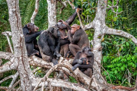 A group of chimpanzees sit in a tree.