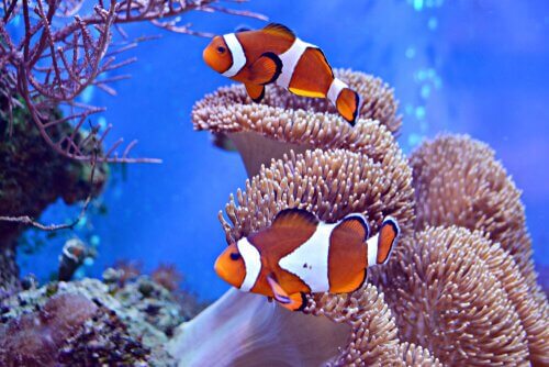 Two clownfish swimming in among anemones.