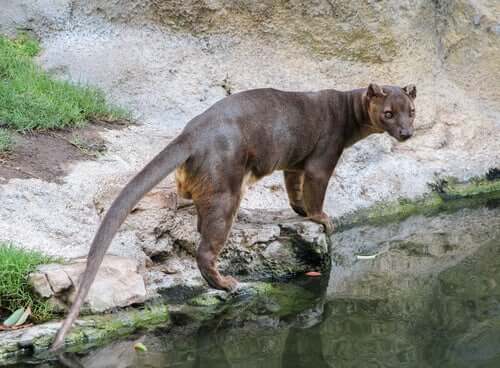 A fossa by some water.