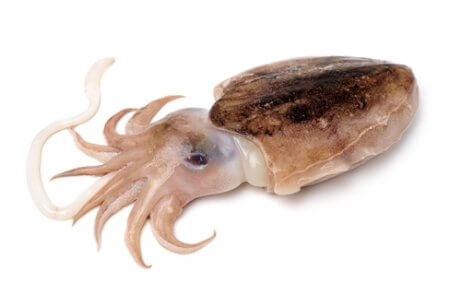 A picture of a cuttlefish.
